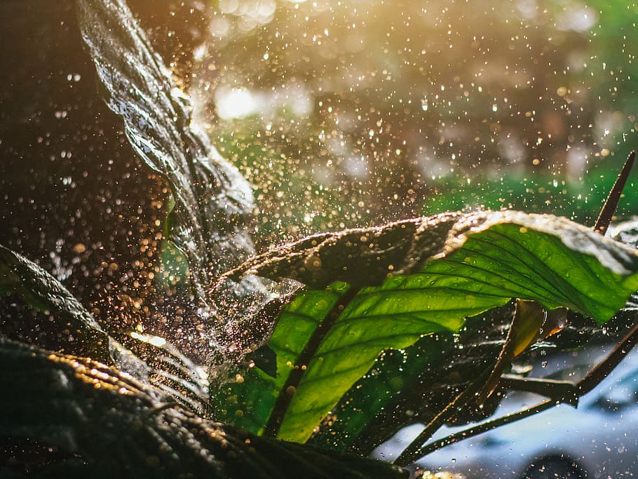water, nature, leaf, plant part, green color, no people, drop HD wallpaper