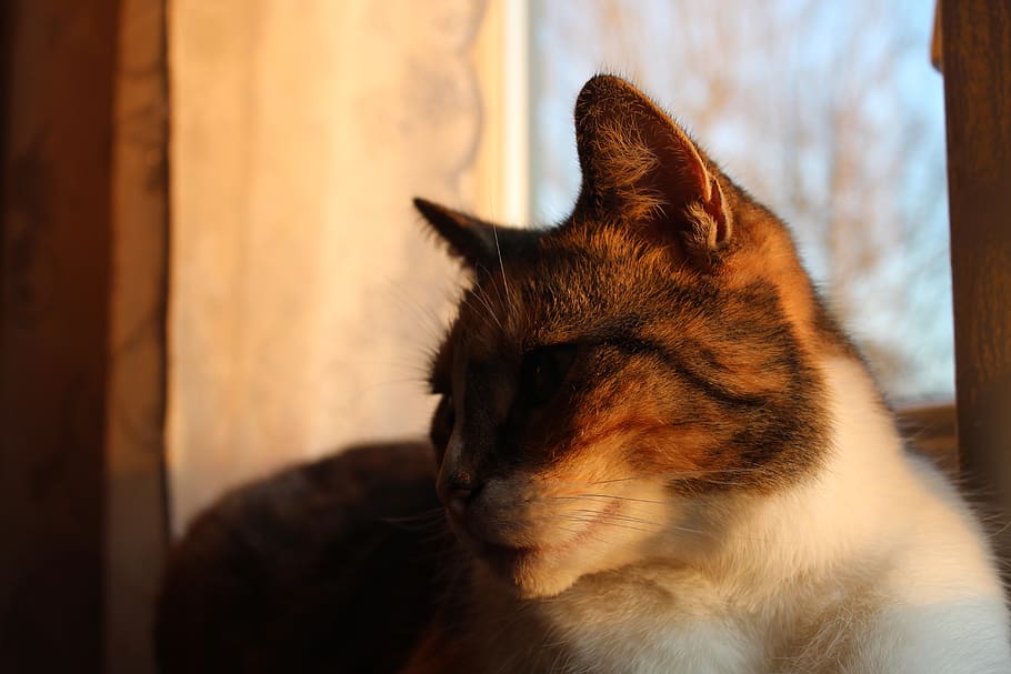 netherlands, kolhorn, one animal, domestic animals, pets, mammal HD wallpaper