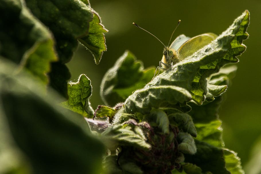 moth butterfly perched on leaves, leaf, plant part, close-up HD wallpaper