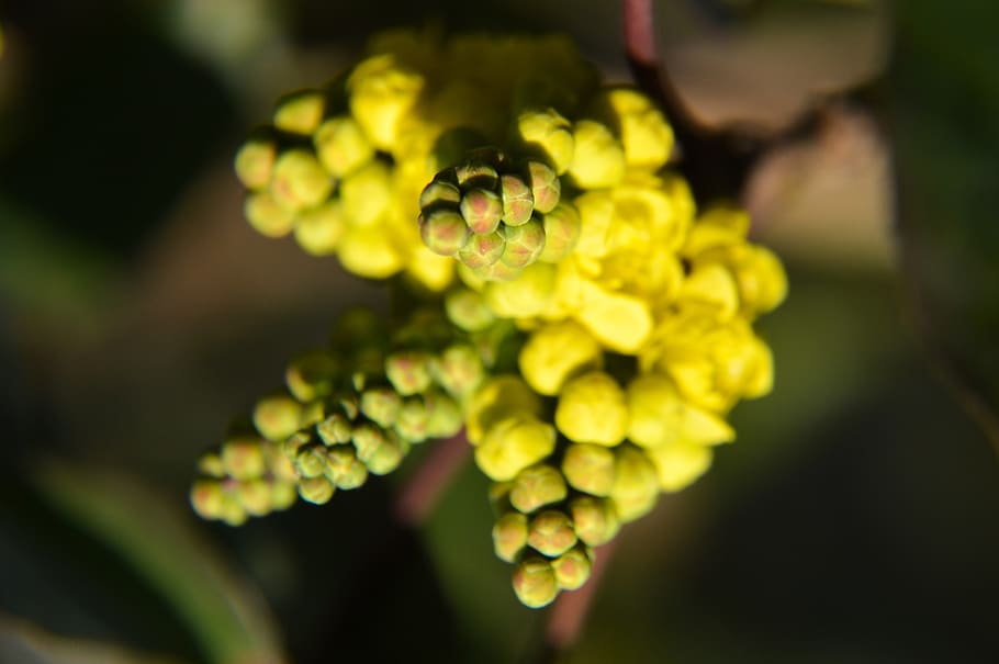 flower, yellow, shrub, winter, season, plants, garden, botany HD wallpaper