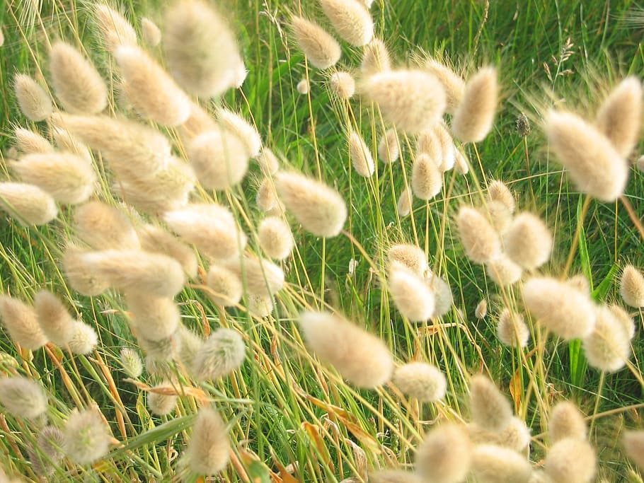 france, roscoff, grass, growth, plant, field, selective focus HD wallpaper