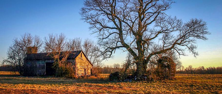 barn, autumn, tree, field, overgrown, michigan, architecture HD wallpaper