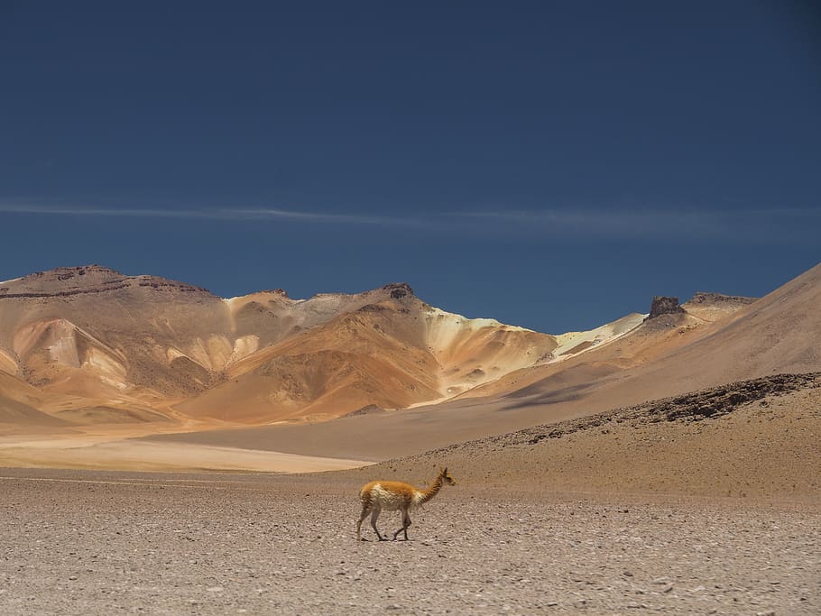 camel at the desert, soil, nature, outdoors, sand, dune, mammal HD wallpaper