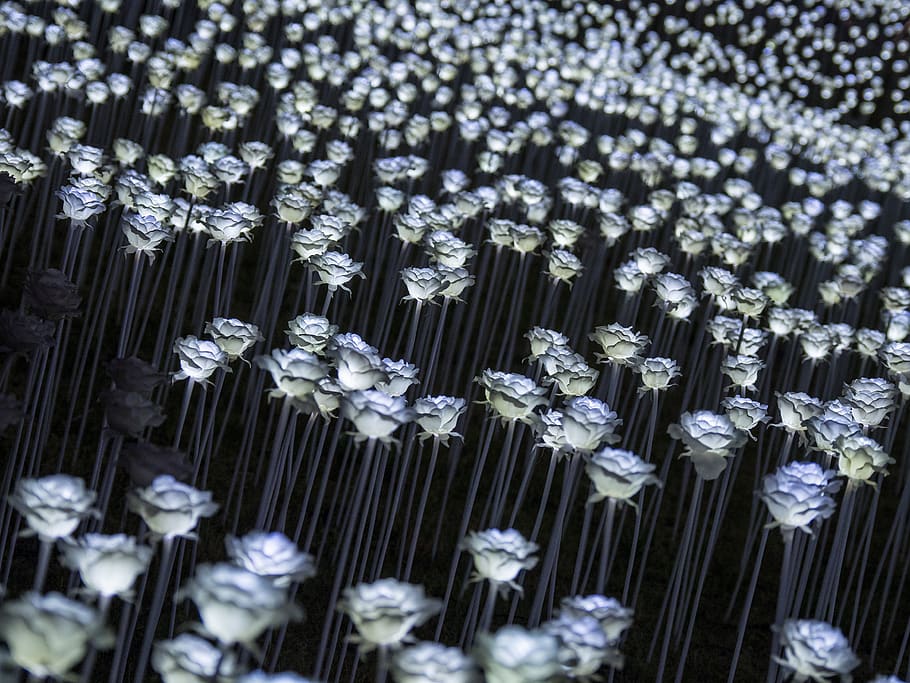 south korea, seoul, lights, artificial, installation, flowers, HD wallpaper