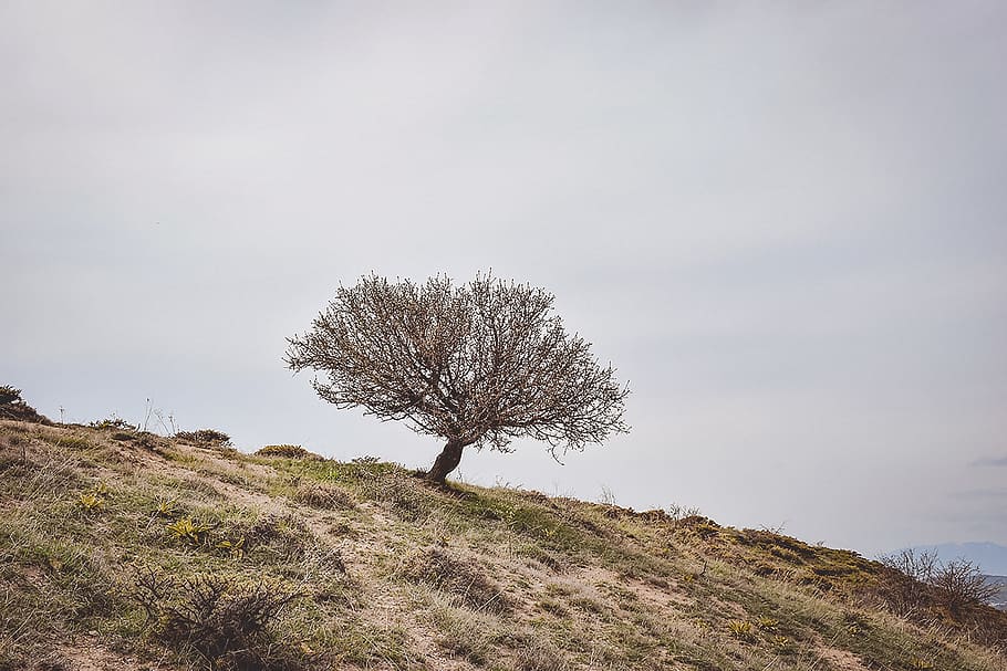 tree, plant, tree trunk, oak, sycamore, ground, fir, abies HD wallpaper