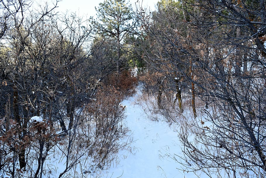 path, exappiah, forest, snow, tree, plant, tranquility, no people HD wallpaper