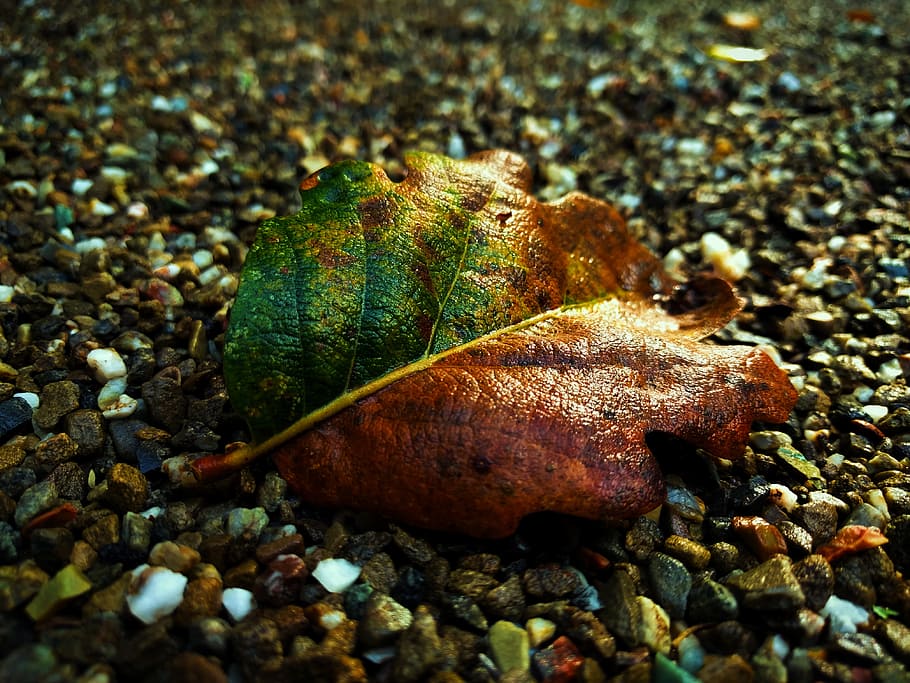closeup photo of brown leaf, pebble, stone, nature, fall, rock HD wallpaper