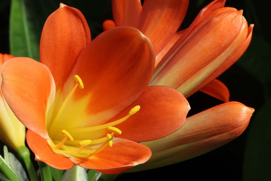 spring flowers, nature, plants, beautiful, season, garden, flowering HD wallpaper