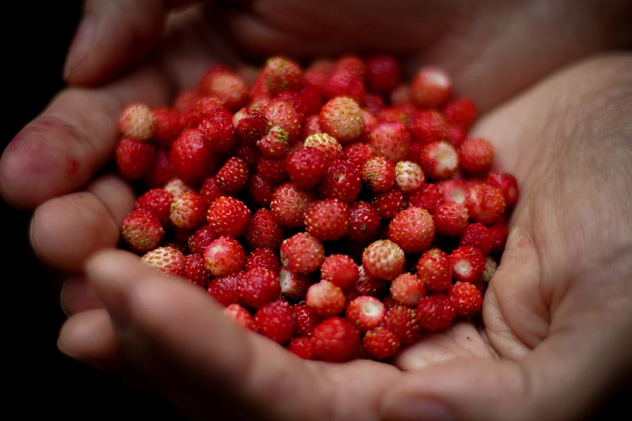 romania, oașa, forest, red, hands, wild, nature, mini, fruit HD wallpaper