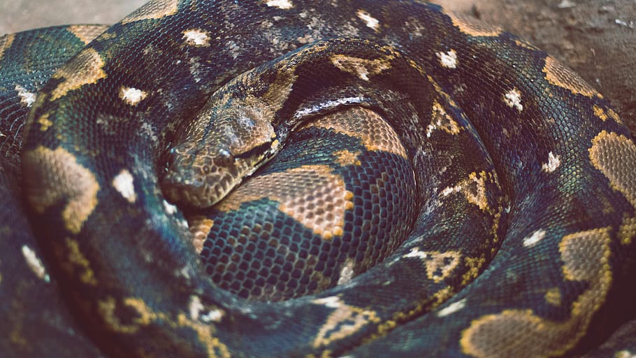 united states, grand rapids, reptile, scales, zoo, snake, texture, HD wallpaper