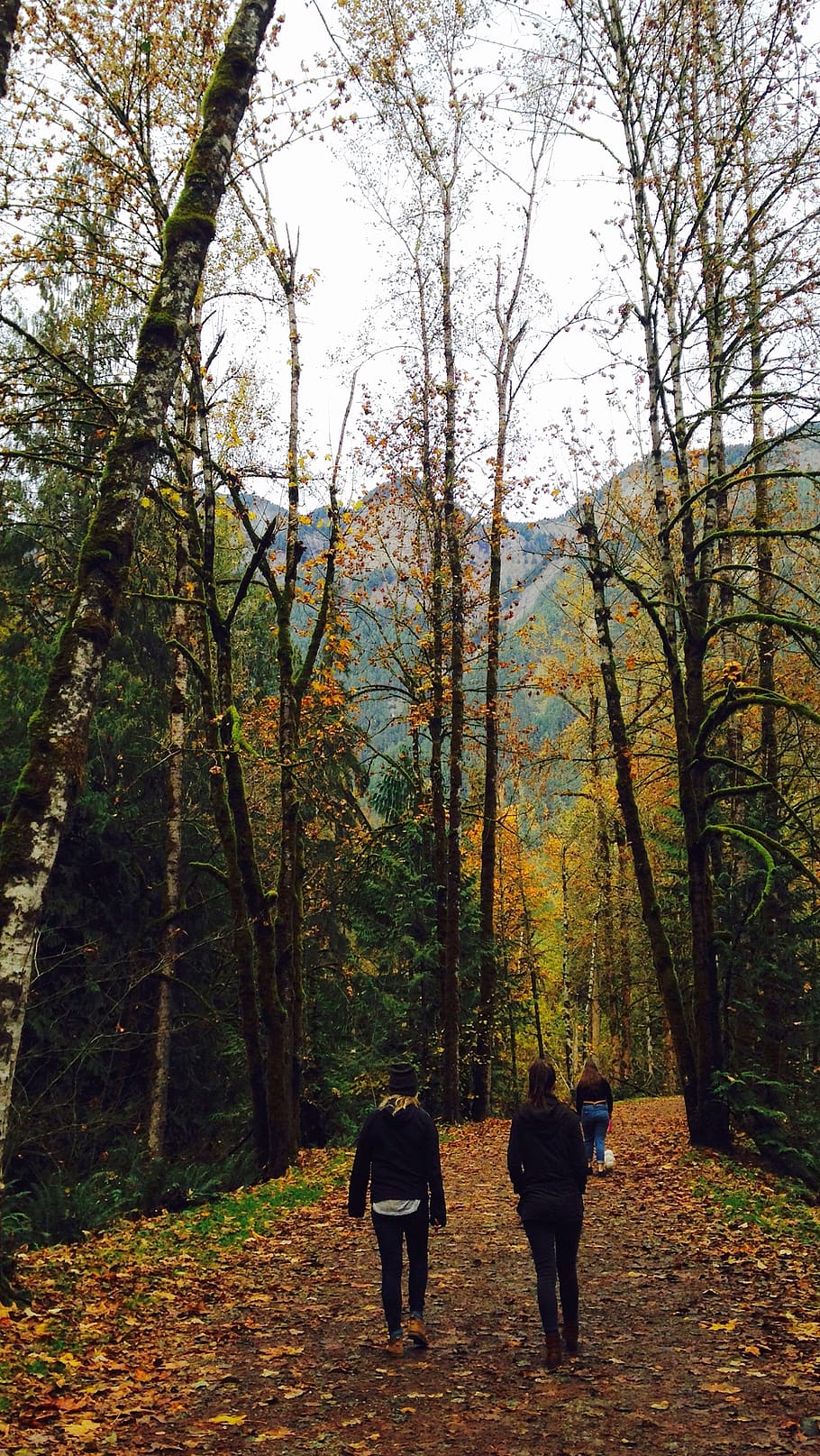 canada, hope, othello tunnels, tree, autumn, plant, real people HD wallpaper