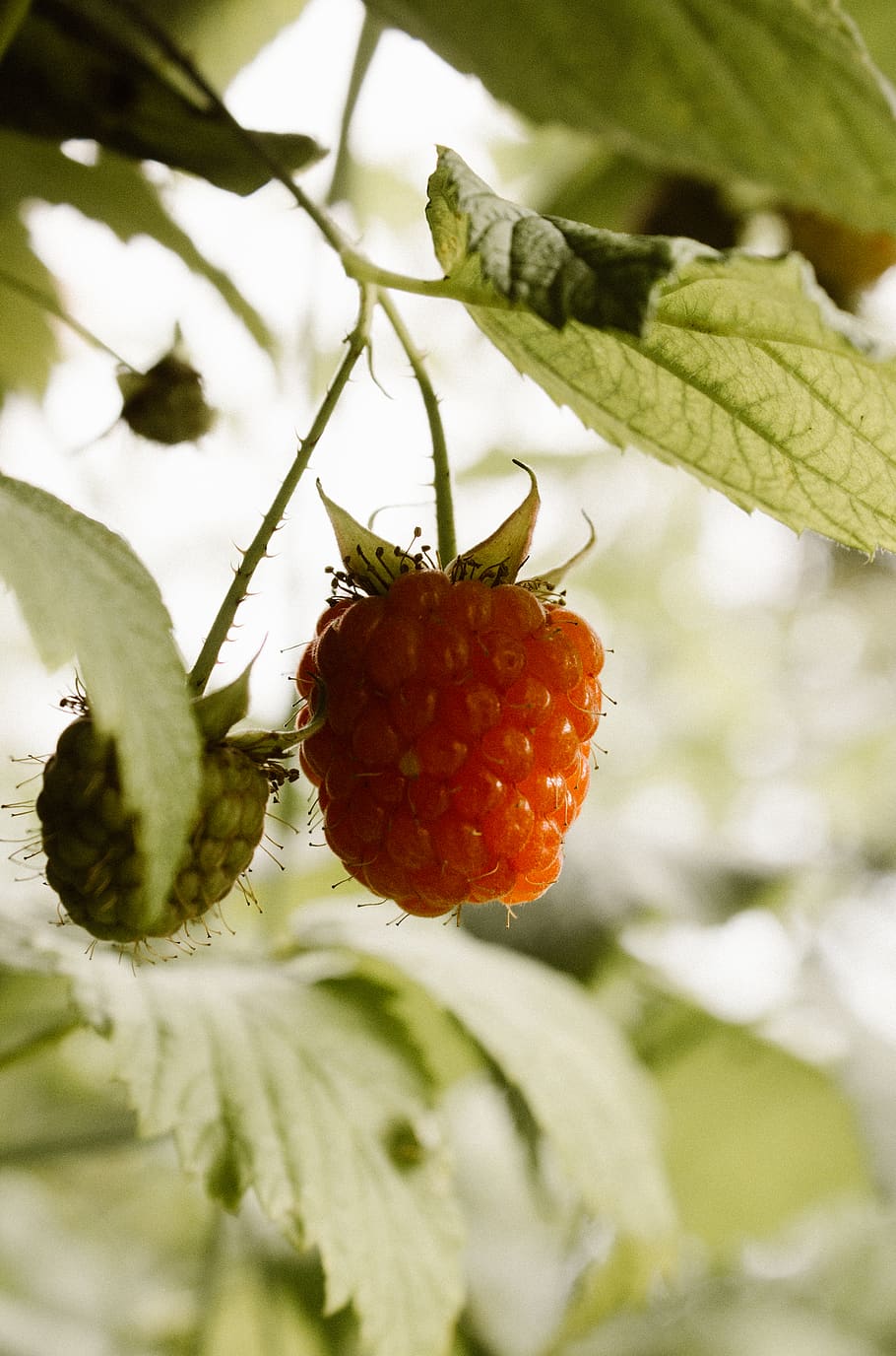macro, closeup, raspberry, fruits, healthy eating, food and drink HD wallpaper