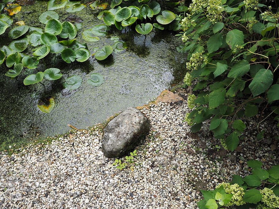 pond, leaf, water, plant part, nature, no people, growth, green color HD wallpaper