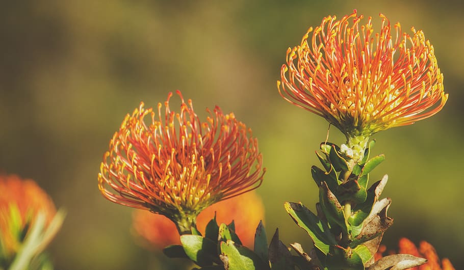 protea, pink, flower, blossom, plant, nature, bloom, garden HD wallpaper
