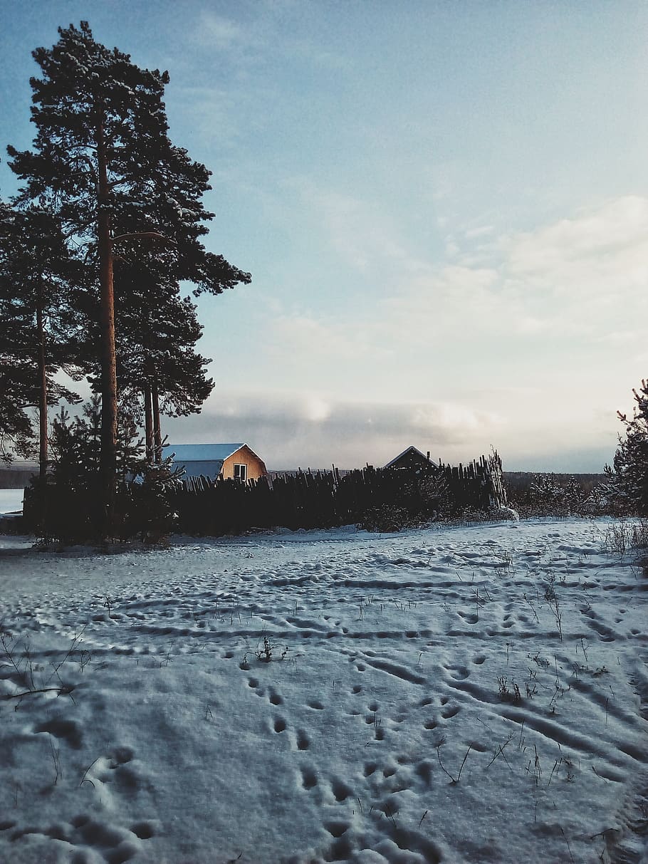 winter, snow, trees, sky, water, cloud - sky, nature, plant HD wallpaper