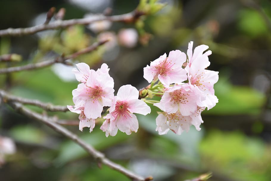 flower, nature, plant, flowering plant, fragility, vulnerability HD wallpaper