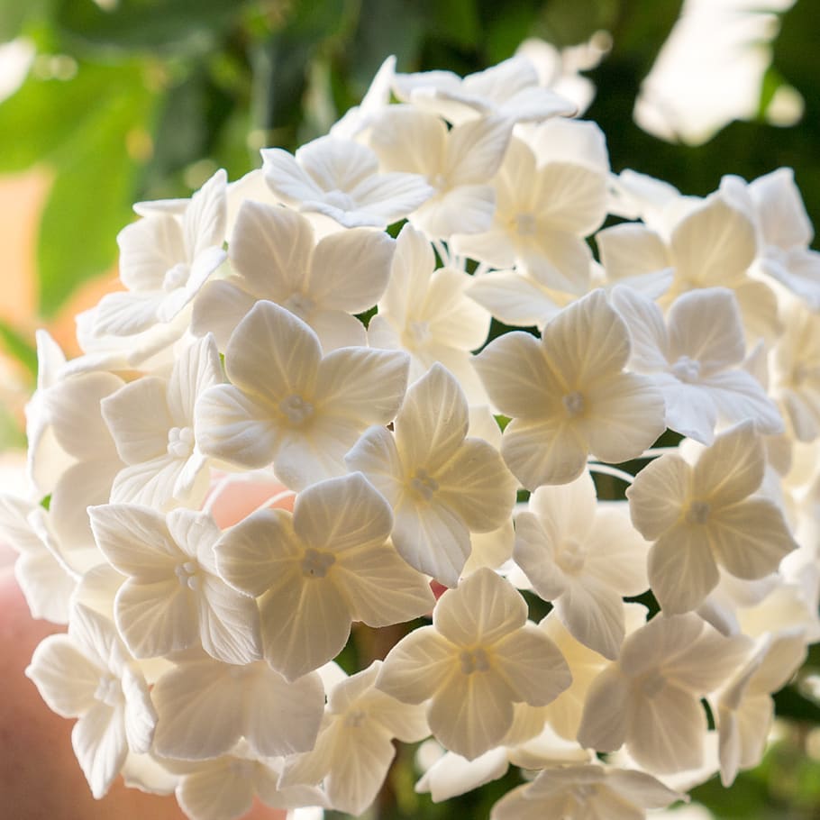 pate has sugar, flower, hydrangea, flowering plant, vulnerability HD wallpaper