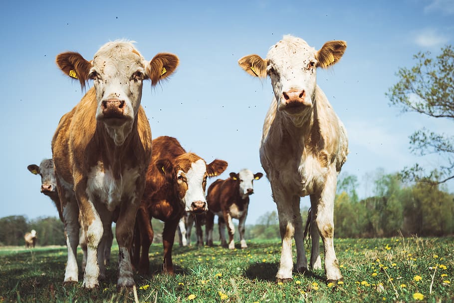 mammal, animal themes, livestock, domestic animals, group of animals HD wallpaper