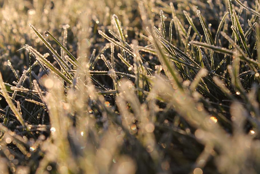 frost, grass, plant, selective focus, field, nature, growth HD wallpaper