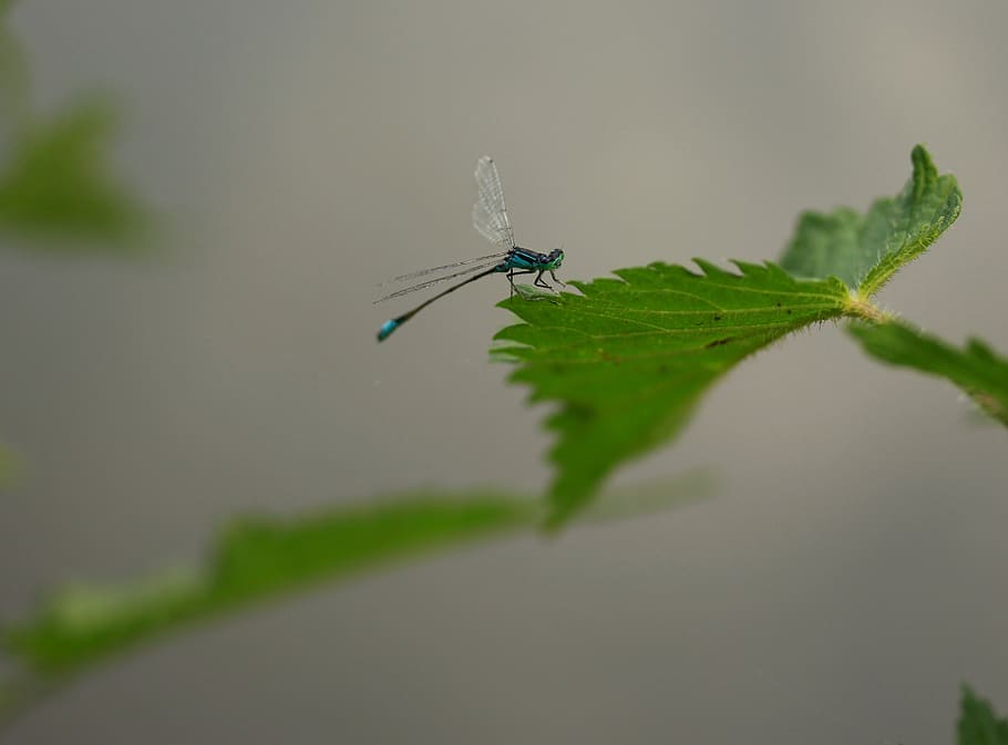 dragonfly, blue, insecta, leaf, nature, invertebrate, plant part HD wallpaper