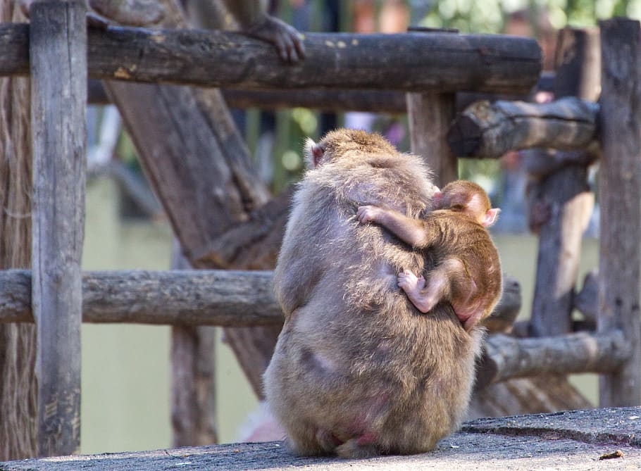 monkey, primate, young animal, mammal, animal world, zoo, portrait HD wallpaper