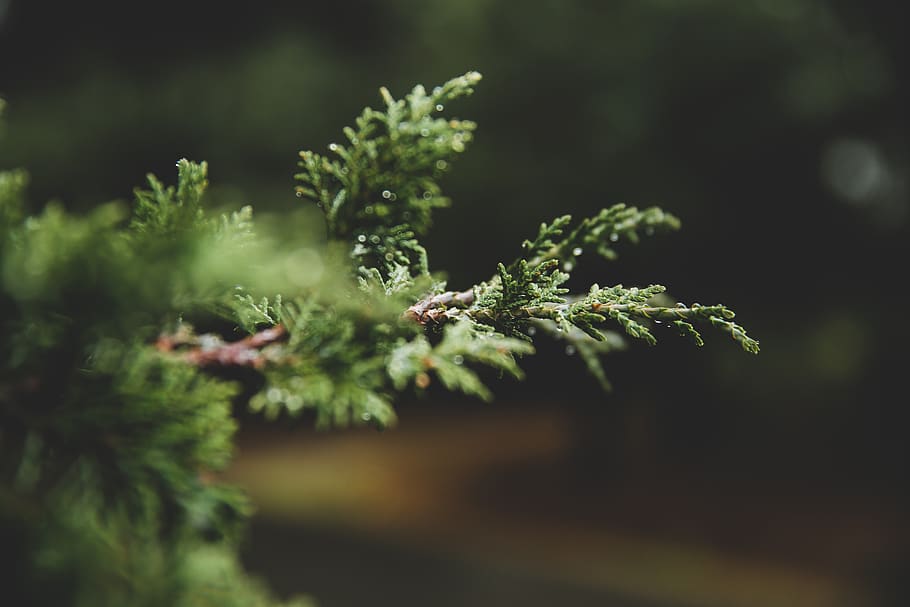 pine tree, macro, green, evergreen, outdoors, plant, selective focus HD wallpaper