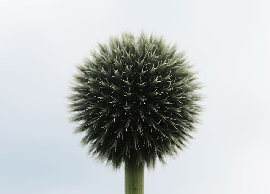 flower, ball, close-up, freshness, no people, plant, studio shot HD wallpaper