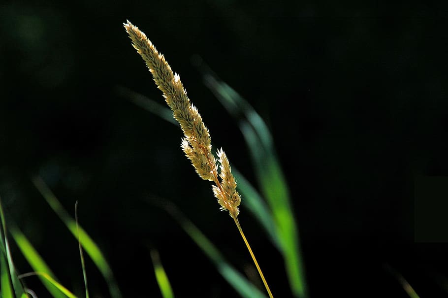 plume, sun, reed, nature, plant, wild, weeds, fluffy, animal wildlife HD wallpaper