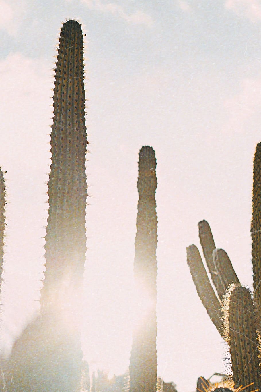 Green Cactus, bright, daylight, desert, landscape, many, outdoors HD wallpaper