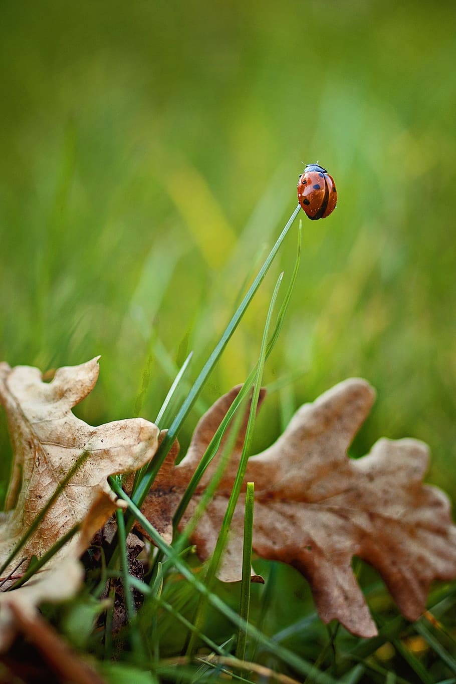 Black and Red Ladybird on Grass, blur, bright, close-up, dry leaf HD wallpaper