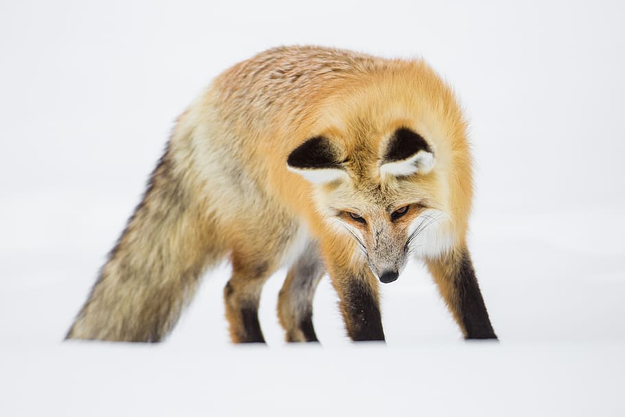 fox, red, looking, hunter, hunting, wildlife, nature, snow HD wallpaper