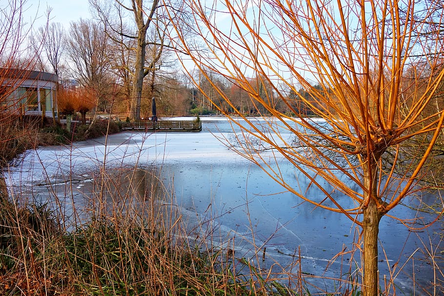 willow, golden willow, tree, pond, shore, building, ice, frozen HD wallpaper