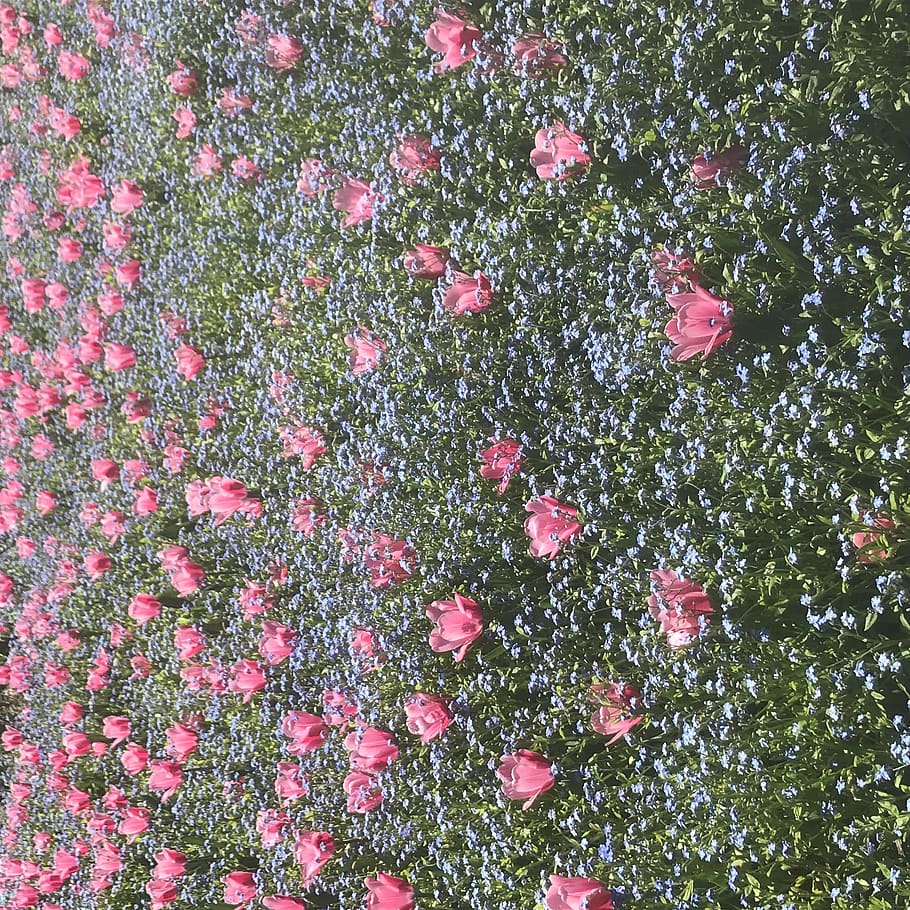 spring, bloom, filoli, pink color, plant, beauty in nature HD wallpaper