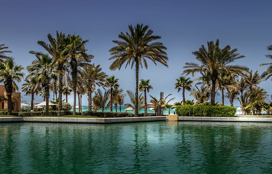 Green Palm Trees Under Clear Blue Sky, amazing, beach, beautiful, HD wallpaper