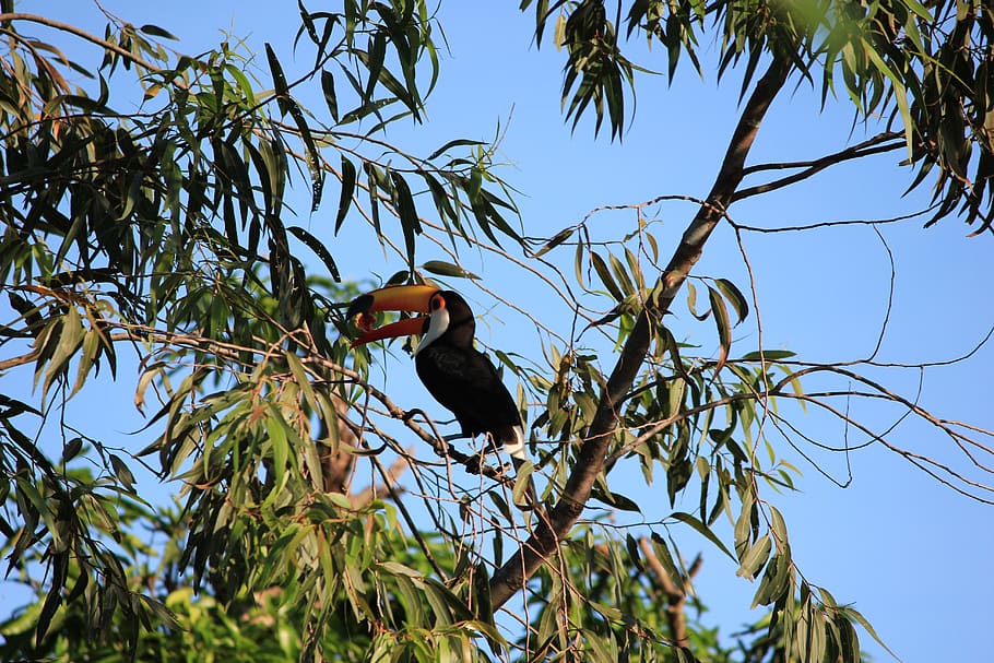 toucan, guava, bird, tree, blue, blue sky, green, outdoor, nature HD wallpaper