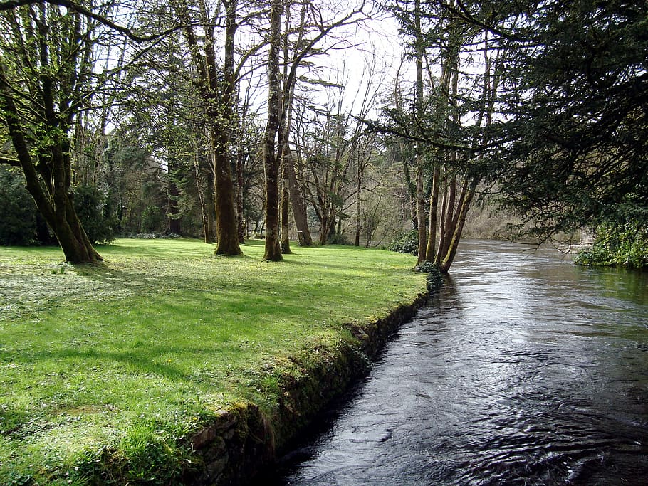 river, forest, trees, grass, hood, plant, tranquility, beauty in nature HD wallpaper