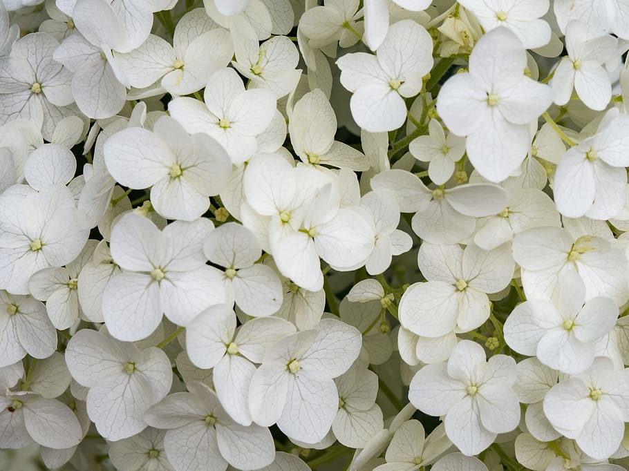 White Flowers, Macro, Nature, Summer, repetition, flowering plant HD wallpaper