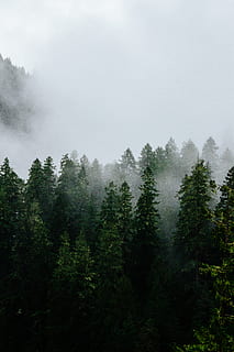 foggy green trees, plant, abies, fir, conifer, pine, umpqua national forest HD wallpaper