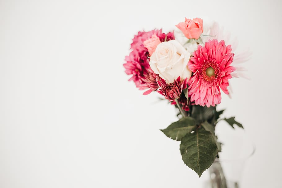 pink-petaled flower, flowering plant, freshness, vulnerability HD wallpaper
