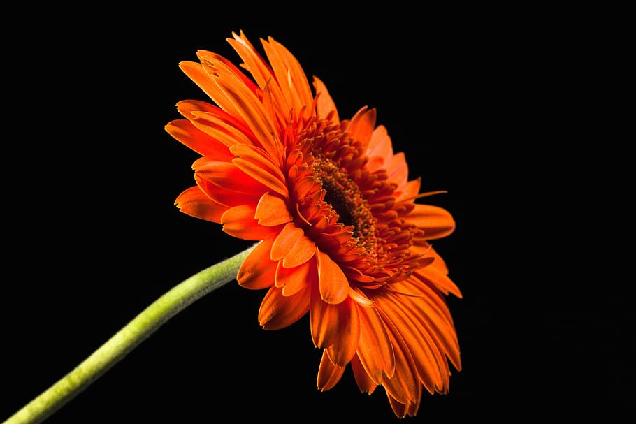 beautiful, red, gerbera, stem, isolated, black, closeup, flower HD wallpaper