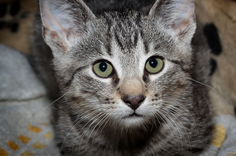 cat, young, small, kitten, pet, animal, cute, charming, playful HD wallpaper