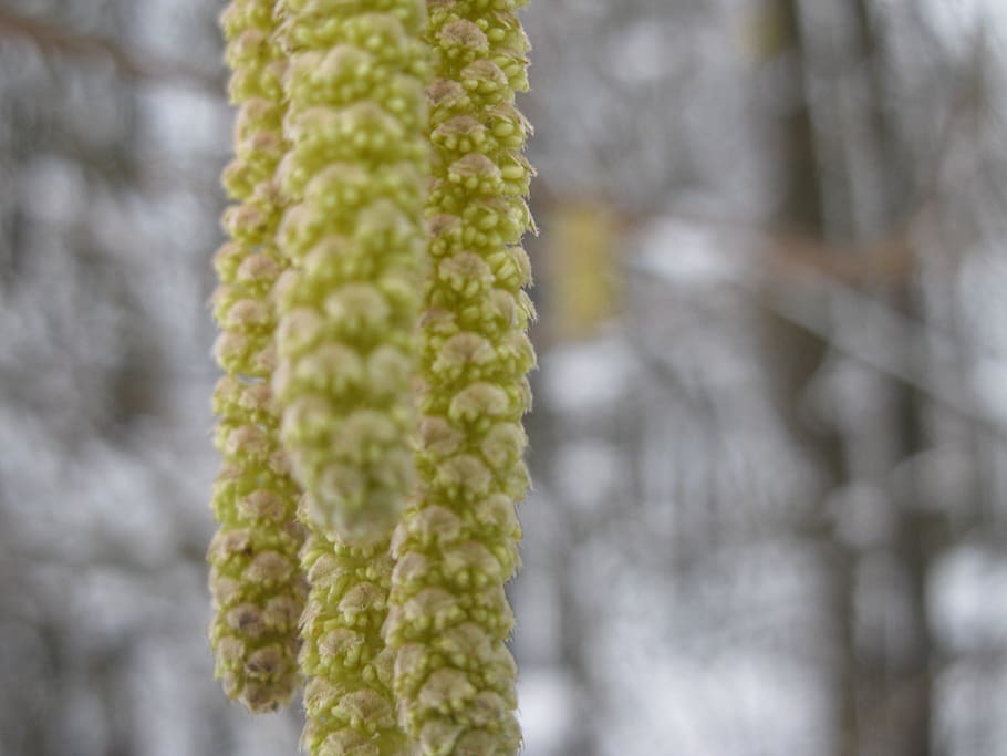 forest, trees, snow, plant, beauty in nature, growth, close-up HD wallpaper