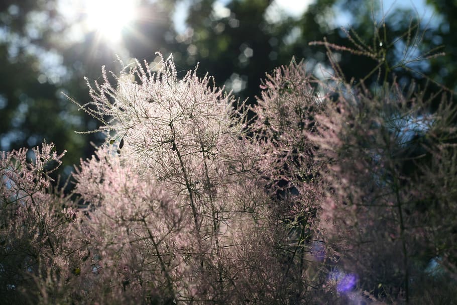 flower, fluff, plant, tree, summer, spring, sun, exposure, light HD wallpaper