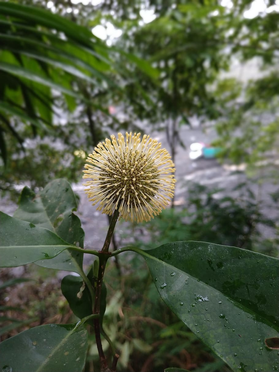 flower, sun, green, plant, growth, beauty in nature, fragility HD wallpaper
