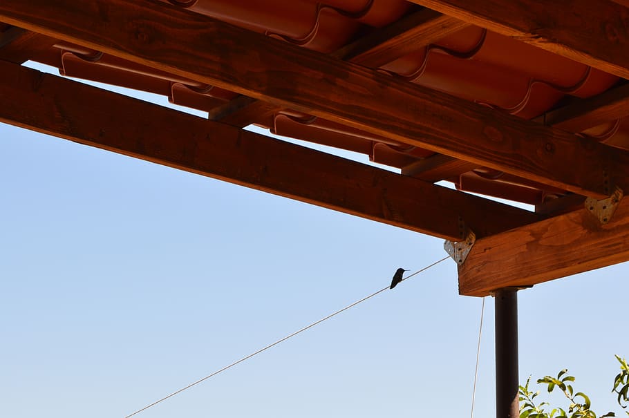bird, alone, self, sky, wood, humming bird, low angle view HD wallpaper