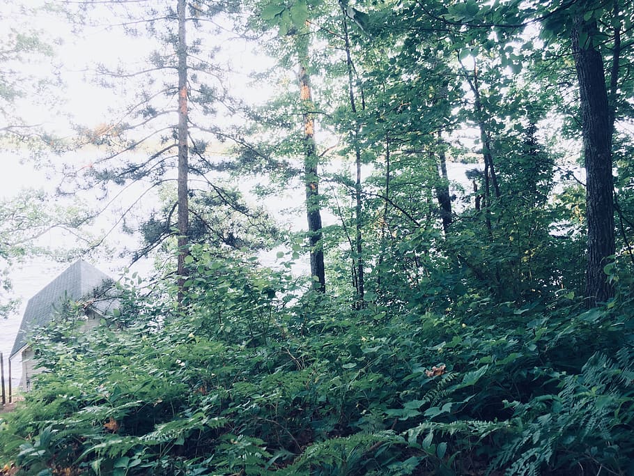 tree, plant, vegetation, nature, outdoors, land, conifer, abies HD wallpaper