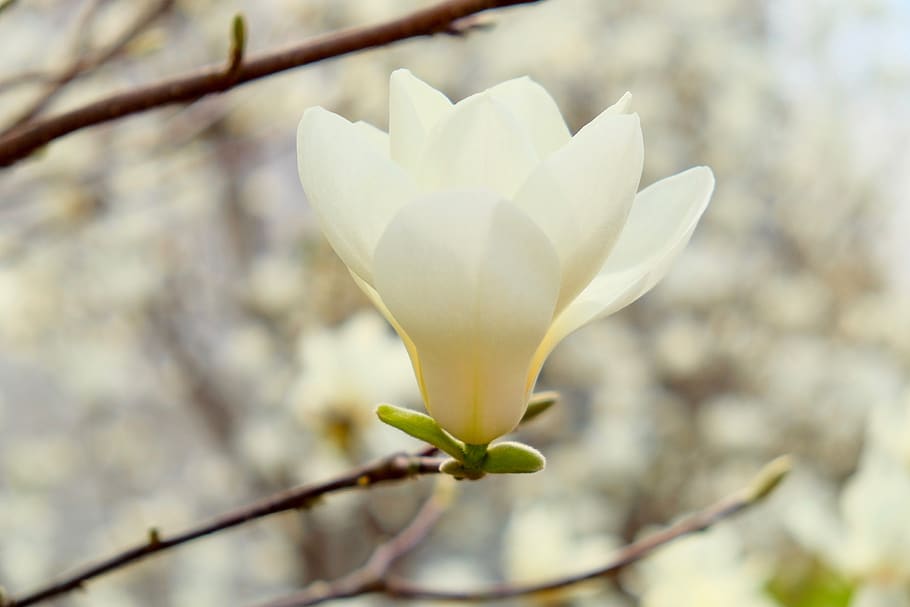 gold magnolia, spring, flower, fragrance, full bloom, plant, HD wallpaper
