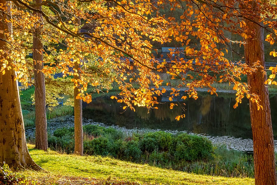 autumn, trees, lake, nature, landscape, leaves, sunbeam, mood, HD wallpaper