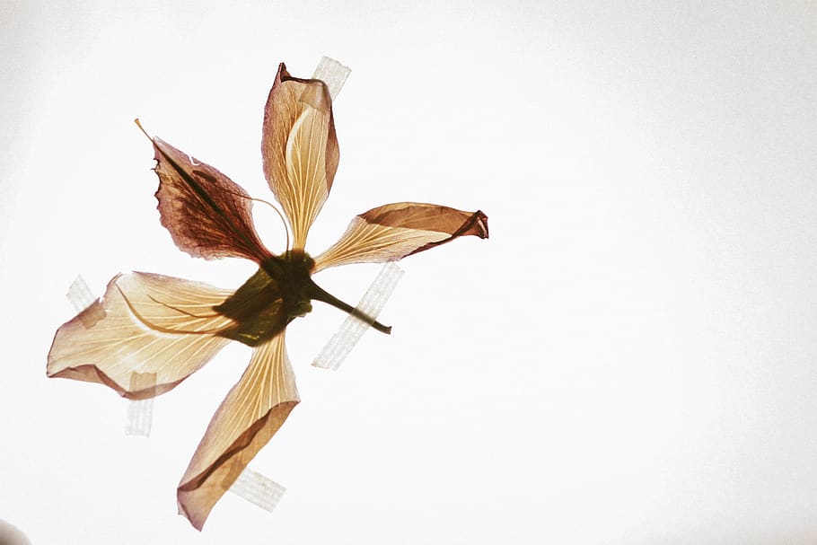 Beige Petal Flower, art, artistic, artwork, beautiful, biology, HD wallpaper