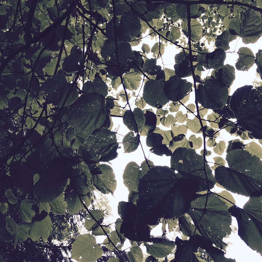 united states, duluth, space, pattern, leaves, branch, forest HD wallpaper
